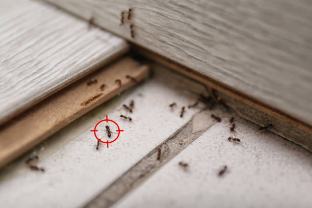 Best Insect Control  in Junction City, CA