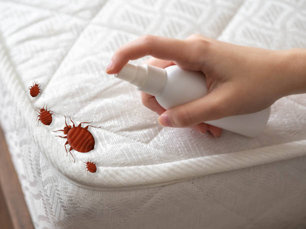 Best Best Pest Control Companies  in Junction City, CA