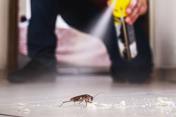 Best Termite Control Services  in Junction City, CA
