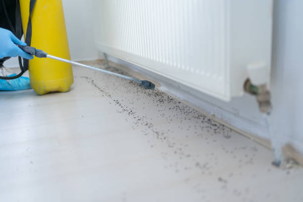 Best Spider Control Near Me  in Junction City, CA
